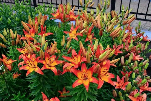 Asiatic Lily Bulbs (Linda) .Perennial - Caribbean garden seed