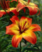 Asiatic Lily Bulbs (Linda) .Perennial - Caribbean garden seed