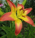 Asiatic Lily Bulbs (Linda) .Perennial - Caribbean garden seed