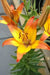 Asiatic Lily Bulbs (Linda) .Perennial - Caribbean garden seed