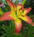 Asiatic Lily Bulbs (Linda) .Perennial - Caribbean garden seed