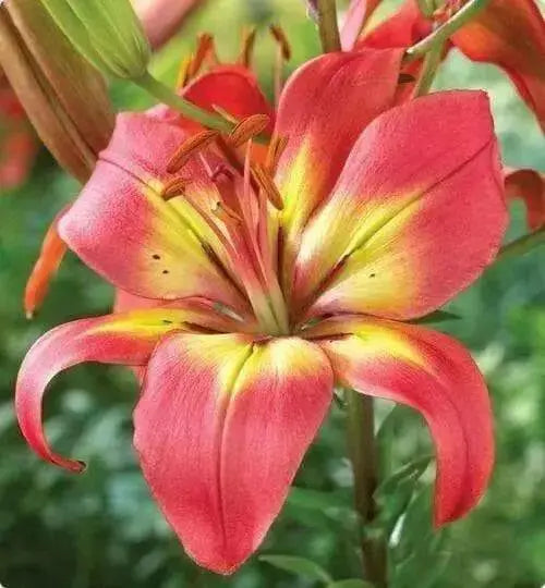 Asiatic Lily Bulbs (Linda) .Perennial - Caribbean garden seed