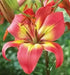 Asiatic Lily Bulbs (Linda) .Perennial - Caribbean garden seed