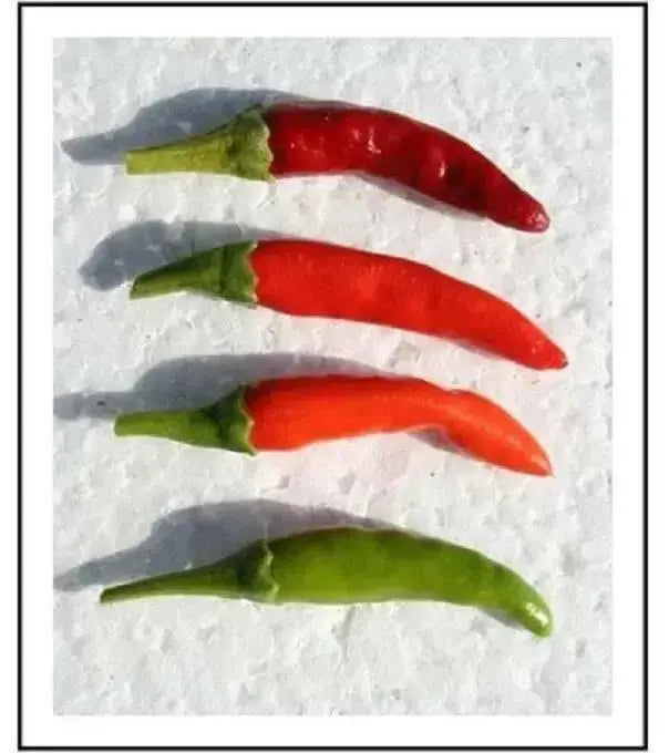 Assam Hot Pepper Seeds - (Capiscum annuum) A variety from India - Caribbean garden seed