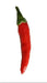Assam Hot Pepper Seeds - (Capiscum annuum) A variety from India - Caribbean garden seed