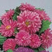 Aster-Pot 'n Patio Pink,(SEED) You cannot go wrong with this 100 FLOWER SEEDS ! - Caribbean garden seed