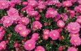 Aster-Pot 'n Patio Pink,(SEED) You cannot go wrong with this 100 FLOWER SEEDS ! - Caribbean garden seed