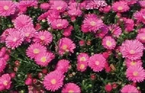 Aster-Pot 'n Patio Pink,(SEED) You cannot go wrong with this 100 FLOWER SEEDS ! - Caribbean garden seed