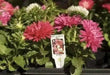 Aster-Pot 'n Patio Pink,(SEED) You cannot go wrong with this 100 FLOWER SEEDS ! - Caribbean garden seed