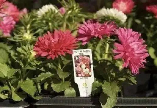Aster-Pot 'n Patio Pink,(SEED) You cannot go wrong with this 100 FLOWER SEEDS ! - Caribbean garden seed