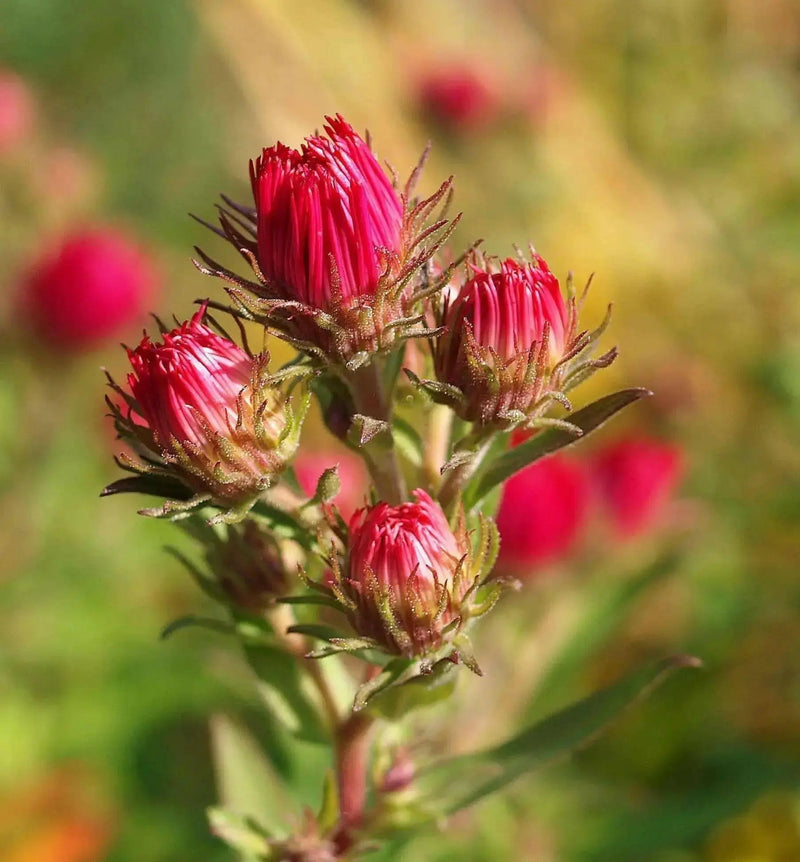 Aster Flowers Seeds - (Callistephus Tall Double Gremlin red) - Caribbean garden seed