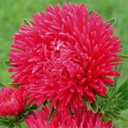 Aster Flowers Seeds - (Callistephus Tall Double Gremlin red) - Caribbean garden seed