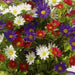 Aster flowers Seeds, annual - Caribbean garden seed