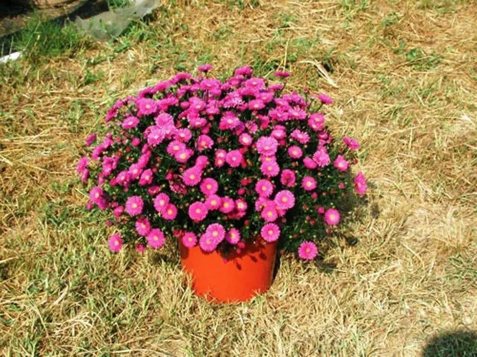 Aster flowers Seeds, annual - Caribbean garden seed