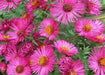 Aster flowers Seeds, annual - Caribbean garden seed