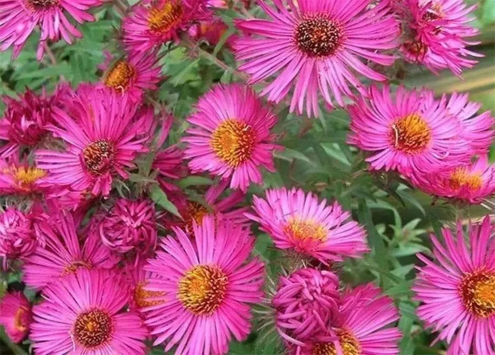 Aster flowers Seeds, annual - Caribbean garden seed