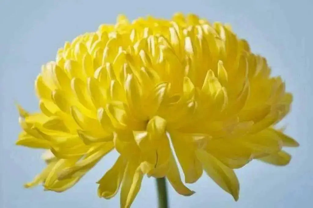Aster Flowers Seeds - (Callistephus Tall Double Gremlin Yellow) - Caribbean garden seed