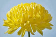 Aster Flowers Seeds - (Callistephus Tall Double Gremlin Yellow) - Caribbean garden seed