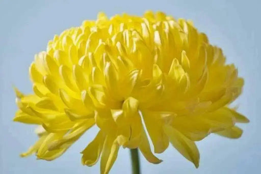 Aster Flowers Seeds - (Callistephus Tall Double Gremlin Yellow) - Caribbean garden seed
