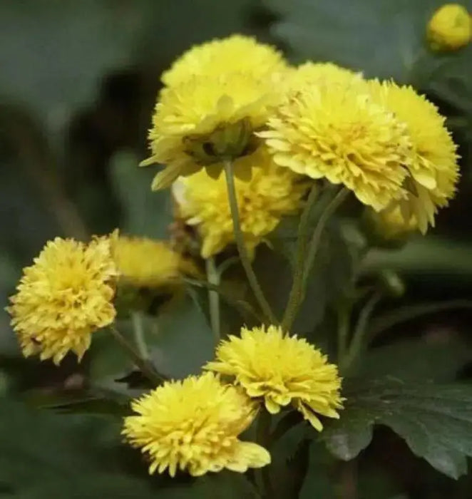 Aster Flowers Seeds - (Callistephus Tall Double Gremlin Yellow) - Caribbean garden seed