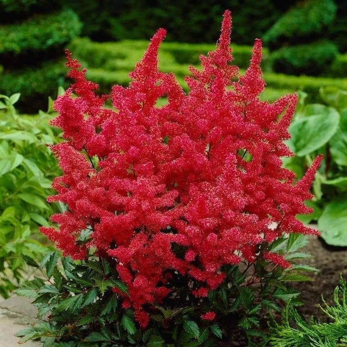 Astilbe arendsii ‘Fanal’  Bareroot Plant,Shade loving Perennial - Caribbean garden seed