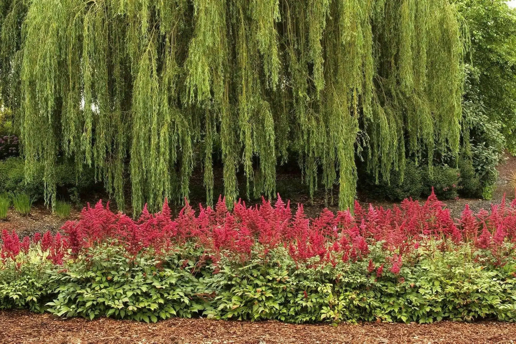 Astilbe arendsii ‘Fanal’  Bareroot Plant,Shade loving Perennial - Caribbean garden seed