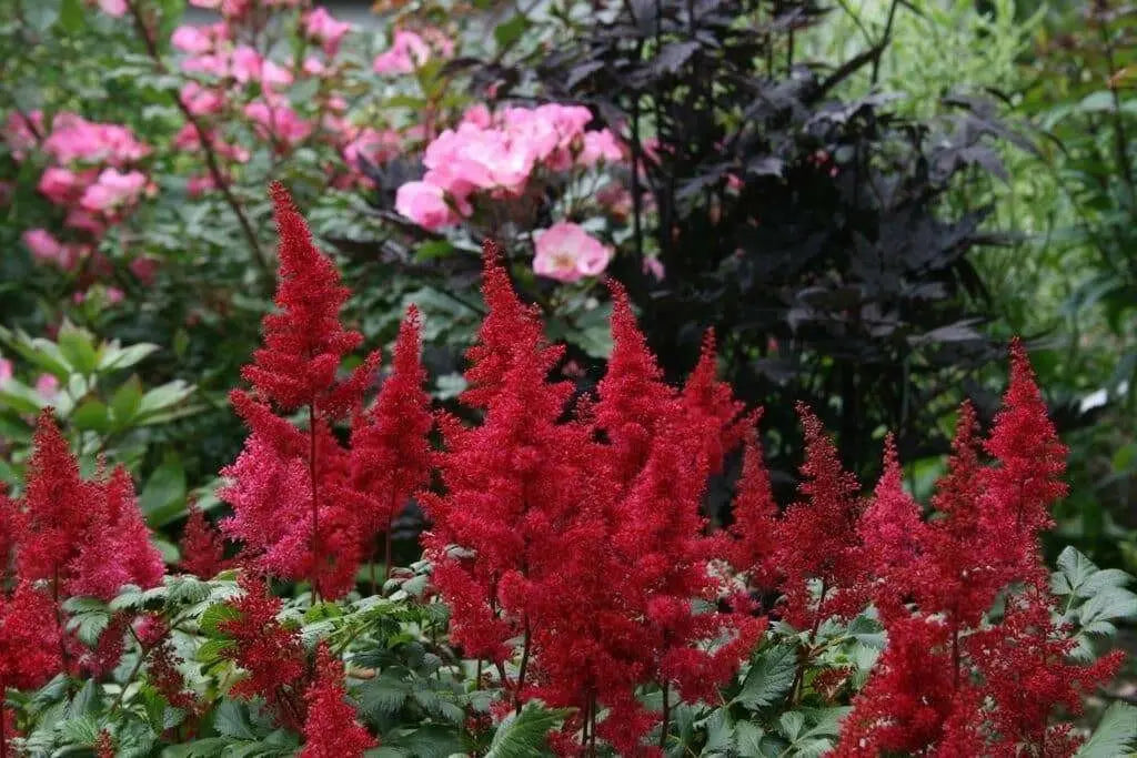 Astilbe arendsii ‘Fanal’  Bareroot Plant,Shade loving Perennial - Caribbean garden seed