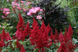 Astilbe arendsii ‘Fanal’  Bareroot Plant,Shade loving Perennial - Caribbean garden seed