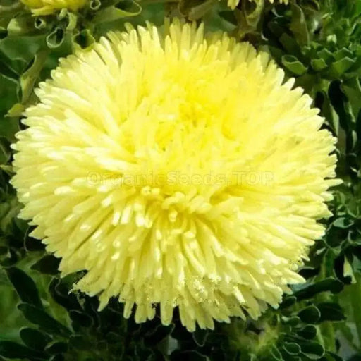 Aster Flowers Seeds - (Callistephus Tall Paeony Duchess Yellow) - Caribbean garden seed