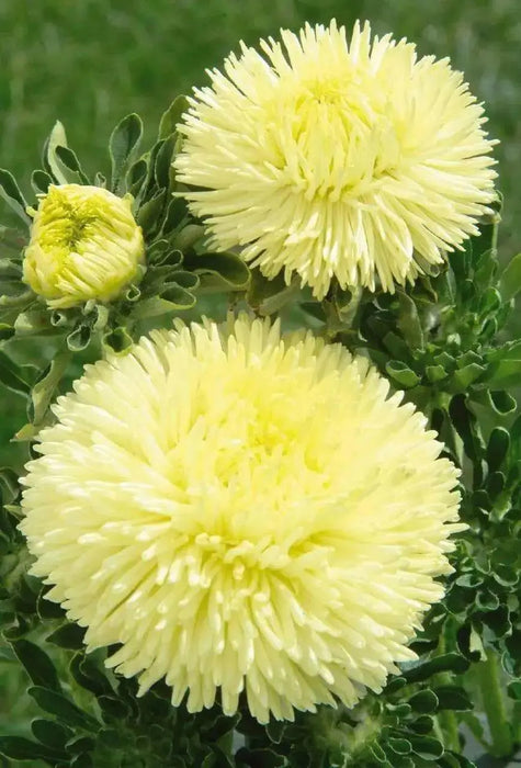 Aster Flowers Seeds - (Callistephus Tall Paeony Duchess Yellow) - Caribbean garden seed