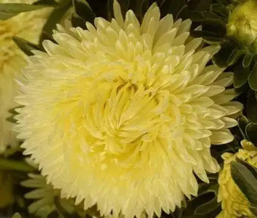 Aster Flowers Seeds - (Callistephus Tall Paeony Duchess Yellow) - Caribbean garden seed