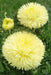 Aster Flowers Seeds - (Callistephus Tall Paeony Duchess Yellow) - Caribbean garden seed