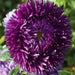 Aster  (Callistephus Tall Double Gremlin Dark Violet) FLOWER SEEDS! - Caribbean garden seed