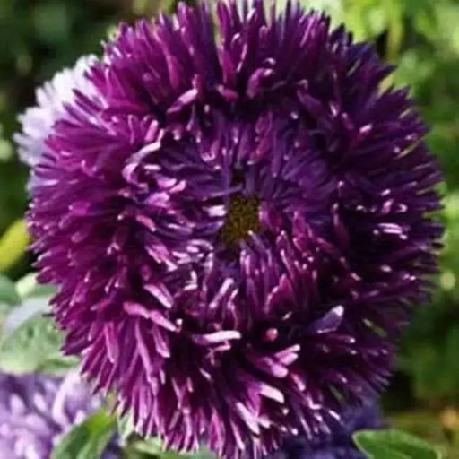 Aster  (Callistephus Tall Double Gremlin Dark Violet) FLOWER SEEDS! - Caribbean garden seed