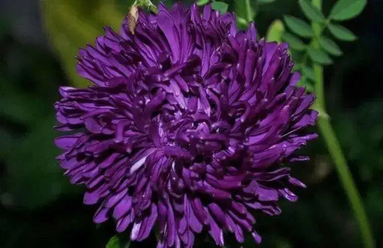 Aster  (Callistephus Tall Double Gremlin Dark Violet) FLOWER SEEDS! - Caribbean garden seed