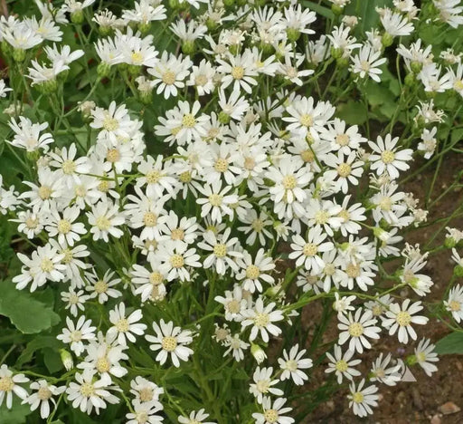 Aster FLOWERS SEED, White Upland (Aster ptarmicoides) - Caribbean garden seed