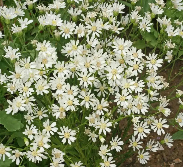 Aster FLOWERS SEED, White Upland (Aster ptarmicoides) - Caribbean garden seed