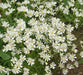 Aster FLOWERS SEED, White Upland (Aster ptarmicoides) - Caribbean garden seed