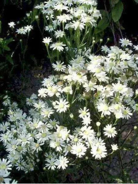 Aster FLOWERS SEED, White Upland (Aster ptarmicoides) - Caribbean garden seed