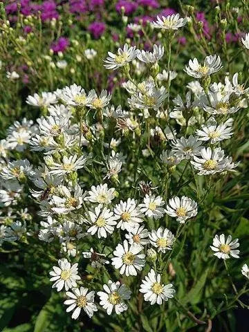 Aster FLOWERS SEED, White Upland (Aster ptarmicoides) - Caribbean garden seed