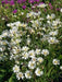 Aster FLOWERS SEED, White Upland (Aster ptarmicoides) - Caribbean garden seed