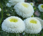 Aster Flowers Seeds,Pompon White -Tall Pompon - Caribbean garden seed