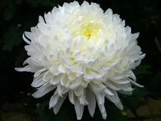 Aster Flowers Seeds,Pompon White -Tall Pompon - Caribbean garden seed