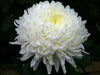 Aster Flowers Seeds,Pompon White -Tall Pompon - Caribbean garden seed