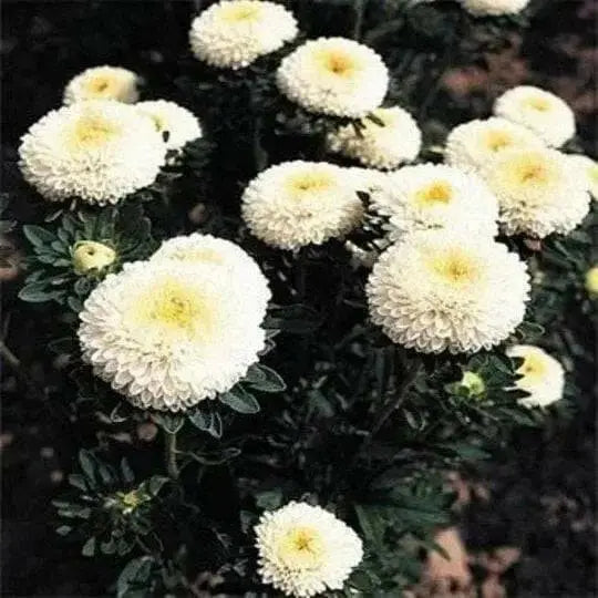 Aster Flowers Seeds,Pompon White -Tall Pompon - Caribbean garden seed