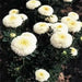Aster Flowers Seeds,Pompon White -Tall Pompon - Caribbean garden seed
