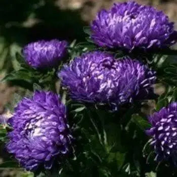 AsterFlowers Seeds,Pompon Blue Moon -Tall Pompon - Caribbean garden seed