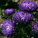 AsterFlowers Seeds,Pompon Blue Moon -Tall Pompon - Caribbean garden seed