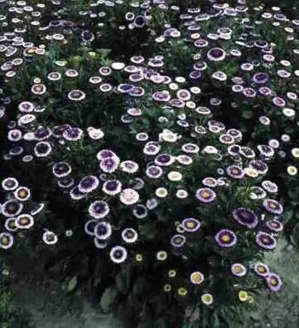 AsterFlowers Seeds,Pompon Blue Moon -Tall Pompon - Caribbean garden seed