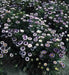 AsterFlowers Seeds,Pompon Blue Moon -Tall Pompon - Caribbean garden seed